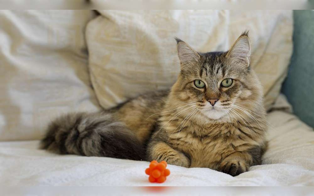 Medium to large domestic cats, Pixie-Bob can have coarse long, or short coats, and coat colors kight gray, red, and tawny. They have short tails, long, hefty limbs, and big, rectangular bodies.