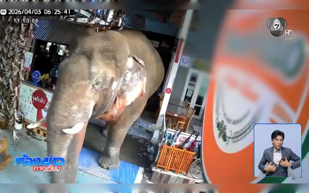 A wild elephant from Khao Yai National Park was seen on CCTV entering a well-known Northeastern Thai restaurant in Khao Yai.