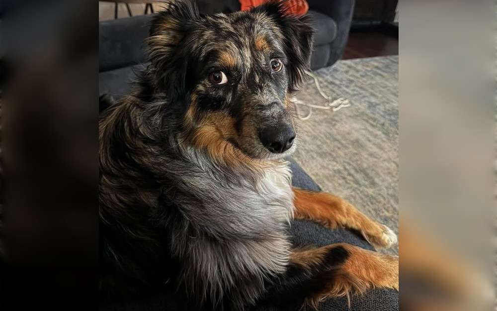 A dog of Adam Forma, a resident of Livonia in Michigan was shot by a delivery driver because he was "scared," and the dog vanished.