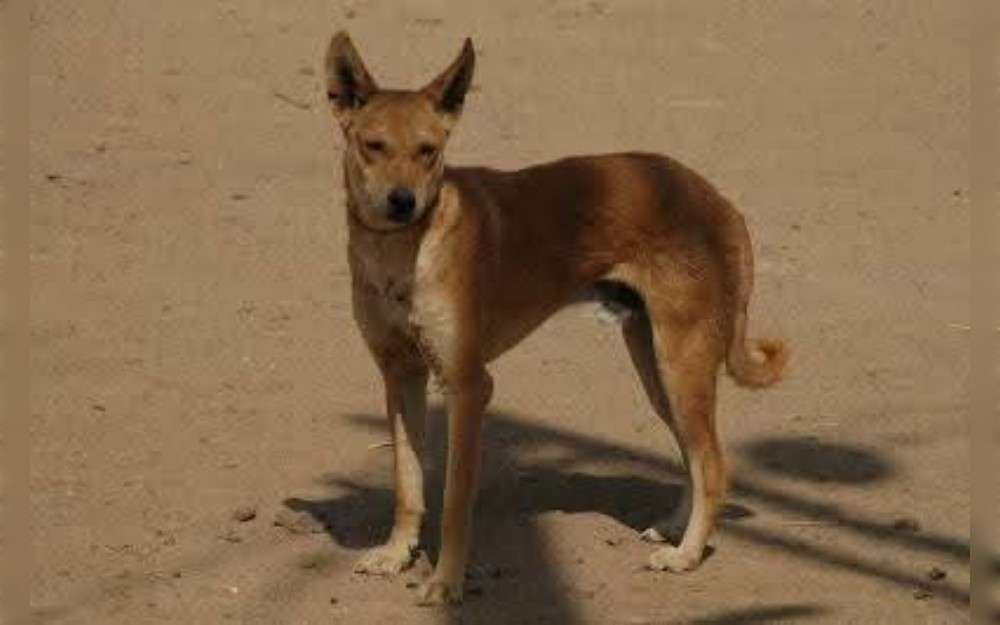 Native to Sri Lanka, the Sinhala Hound is a rare and ancient dog breed.For generations, people used this breed to hunt squirrels, hare, rabbits, and other small animals.