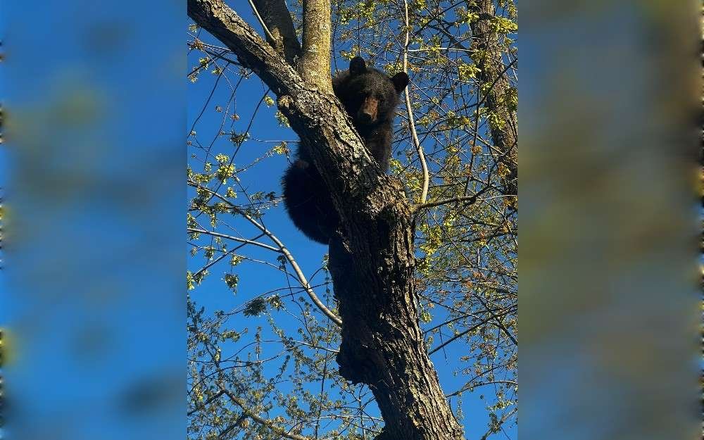 A black bear that had wandered into an Albany neighborhood attracted a lot of attention before New York State wildlife workers tranquilized it and was ready to relocate it.