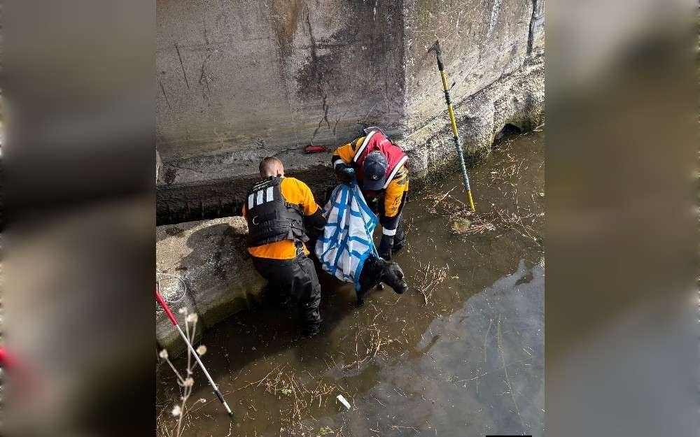 A dog was safely rescued from a draining basin by Cleveland Animal Control officials and firefighters.The dog, named Ladda, was visible in the drain as a result of the help of Cleveland firefighters and Animal Control officers who voluntarily entered the basin and waded through the water