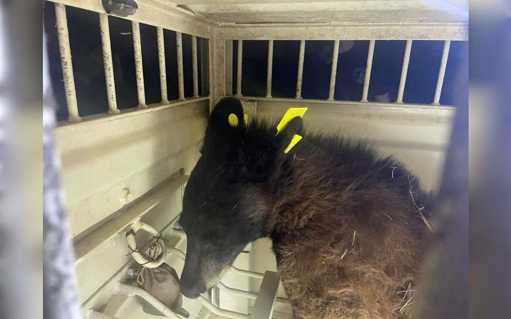 Colorado Parks and Wildlife (CPW) reportedly called the Colorado Springs Fire Department (CSFD) overnight on April 29 regarding a bear that they claimed was "zonked out in a tree and stuck."