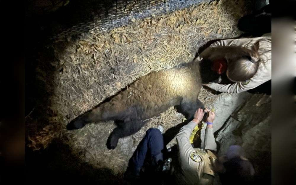 Colorado Parks and Wildlife (CPW) reportedly called the Colorado Springs Fire Department (CSFD) overnight on April 29 regarding a bear that they claimed was "zonked out in a tree and stuck."