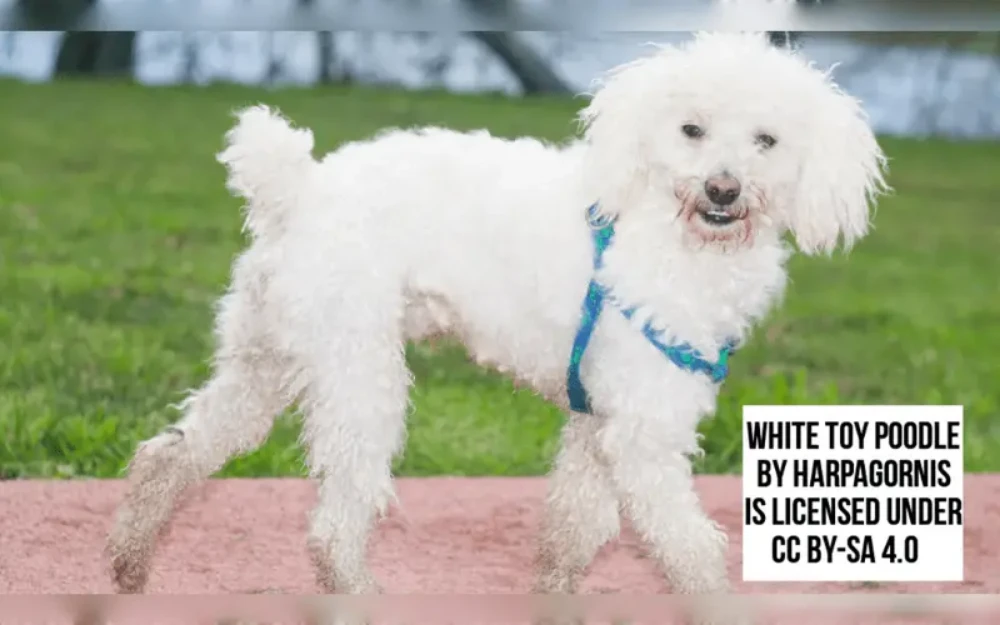 A small version of the Standard model is the Toy Poodle.The coats of Toy Poodles are curly.Apricot, black, blue, brown, cream, red, brown, silver, white, and gray are the colors of toy poodles.