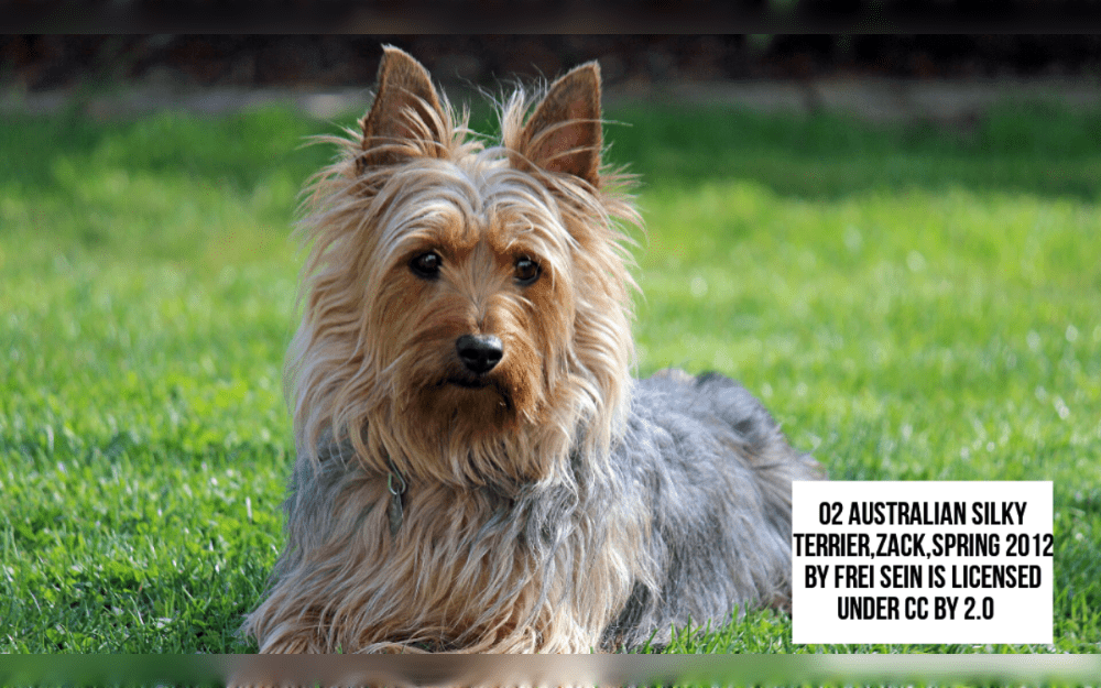 Native to Sydney, Australia, Australian Silky Terriers are small and closely related to Yorkshire Terriers. Despite having terrier characteristics and being a very active breed, the Silky Terrier is categorizedl as a toy dog due to its small size.