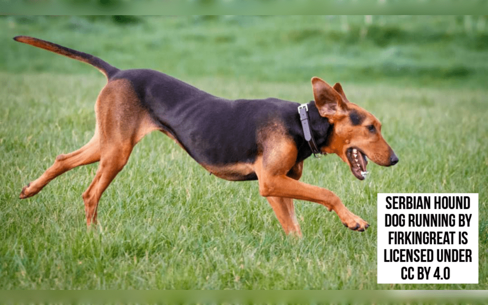 The  scent hound dogs of Serbia and Montenegro are known as Serbian Hounds.This breed was used for hunting wild boar, fox, and hare.