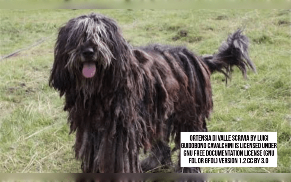 The Bergamasco is a medium-sized sheepdog with a dense, matted coat and a square face.It actually originated in the European Alps, namely in the Italian province of Bergamo, from from where it gets its name.