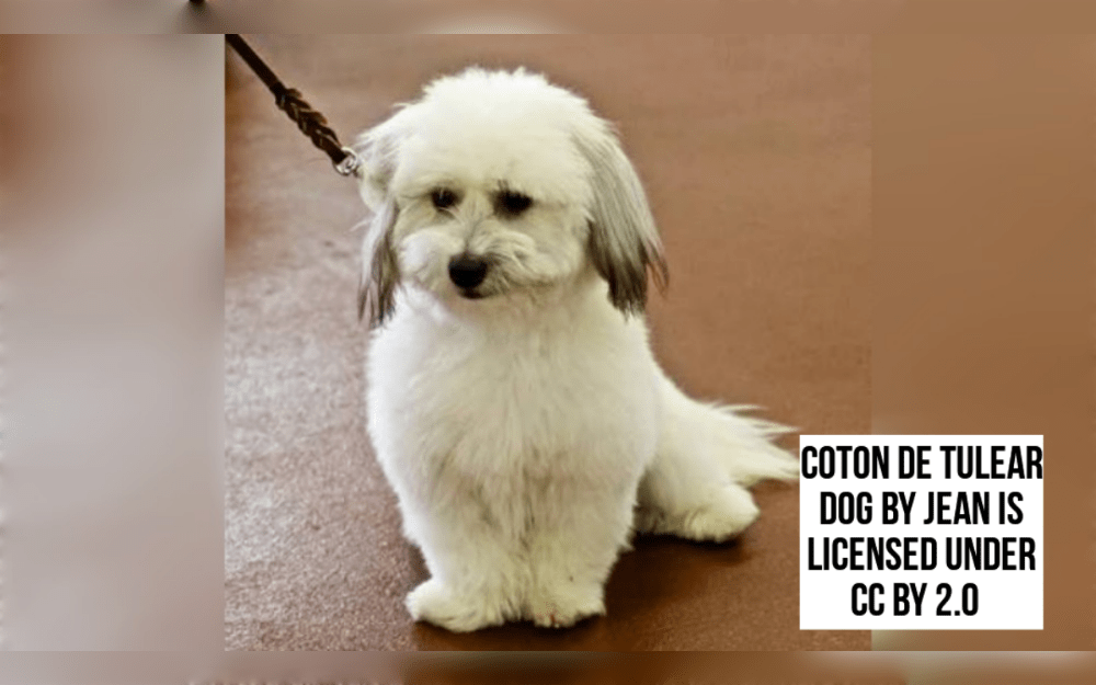 The Coton de Tulear is a small white dog breed that originated in Madagascar and is named after the port city of Tuléar.The French word "coton" refers to the coat that gives the breed its name.Their long, double coat is sticky, white, and may have yellow or gray patterns.