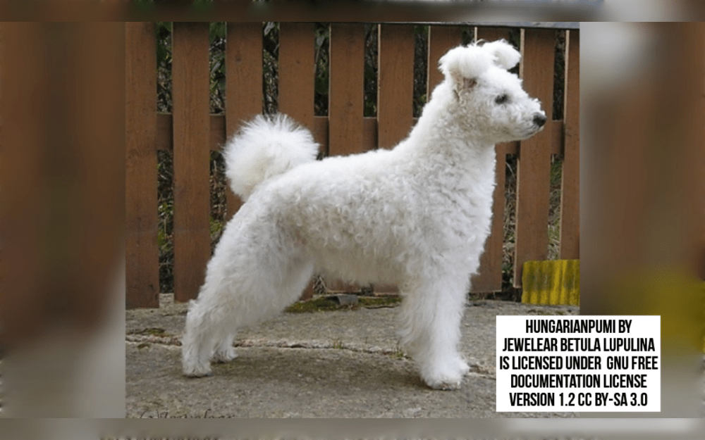 The small sized Pumi dog breed is a harding dog that originated in Hungary.This type of dog has upright ears with folded tips and a square, compact body.