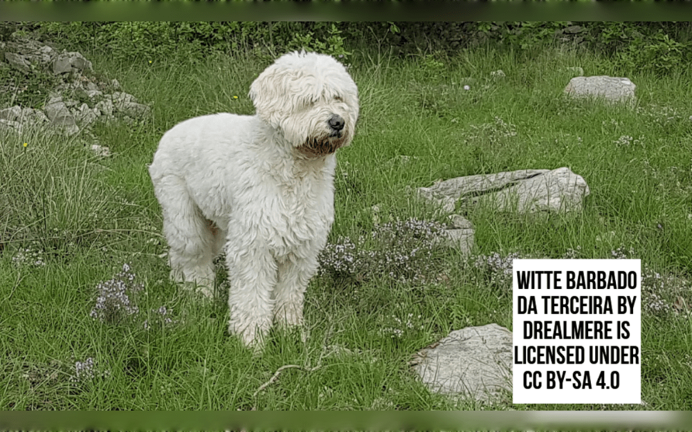 The Azores islands of Portugal are the origins of the Barbado da Terceira dog breed.They are medium-sized guard and herding dogs. However, they have a friendly temperament and intelligence.