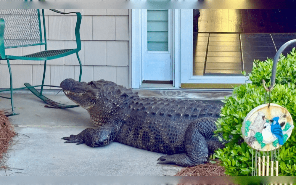According to social media photos, an alligator was seen lounging on the porch of a house in coastal North Carolina and looking through the glass storm door.