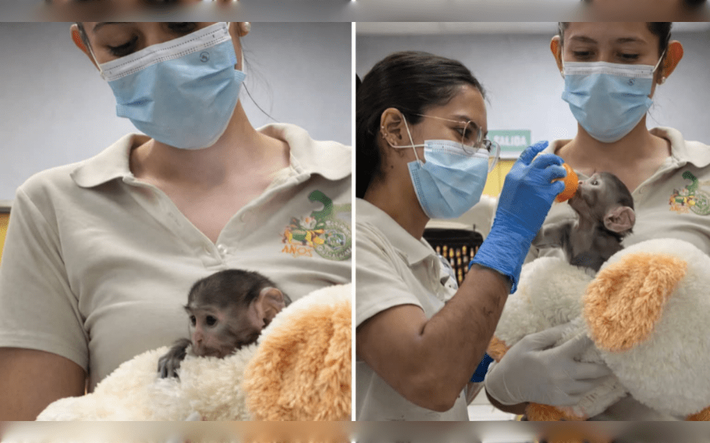 A tiny Mexican monkey at the Guadalajara Zoo has become Mexico's newest online sensation after being rejected by his mother and is clutching to a stuffed dog for comfort.