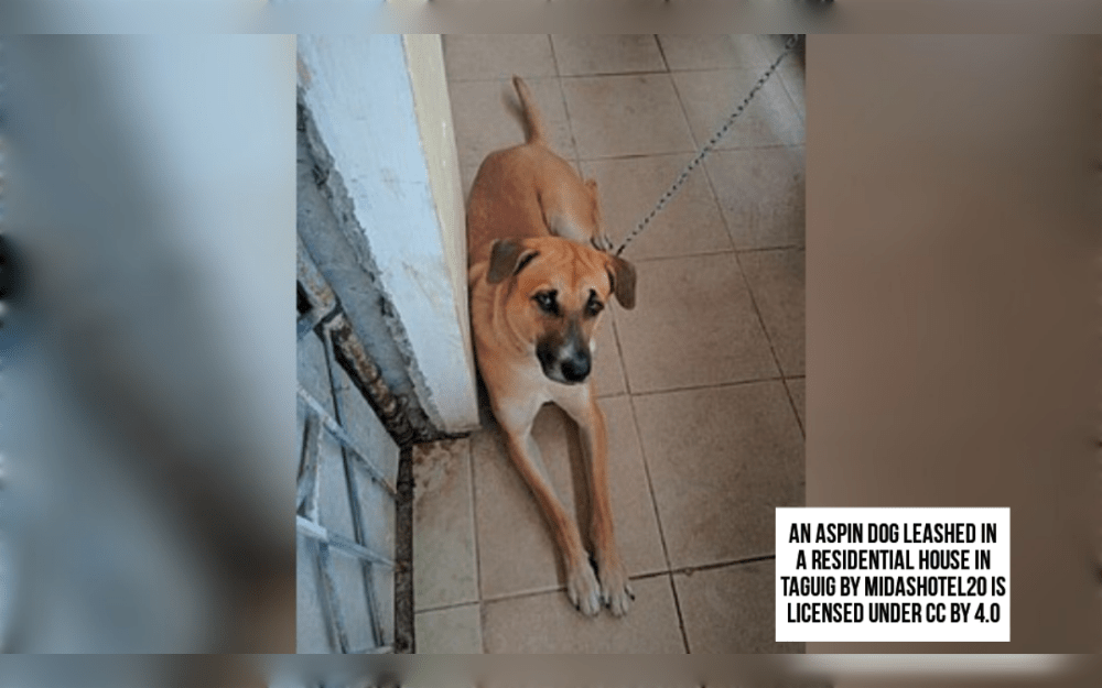 A native dog breed of the Philippines, the Aspin is also known as "Asong Pinoy."The coat colors of this medium-sized dog breed include brown, black, white, and mixes of these.