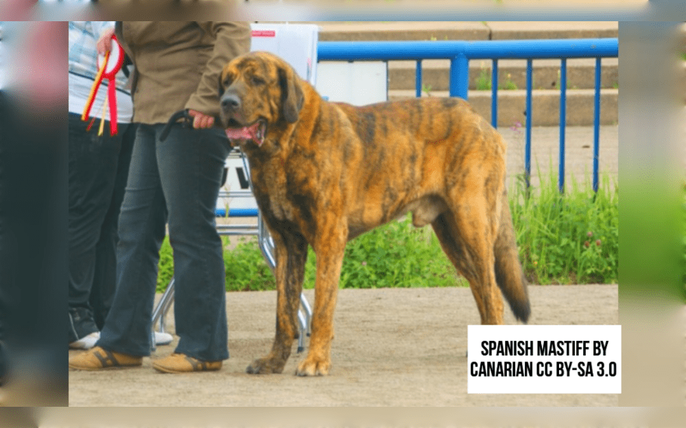 One of the oldest breeds of Spanish dogs is the Spanish Mastiff.They are very large dogs, powerful and muscular.The Spanish Mastiff's coat is medium in length and can be black, fawn, red, gray, or yellow with white or brindle markings
