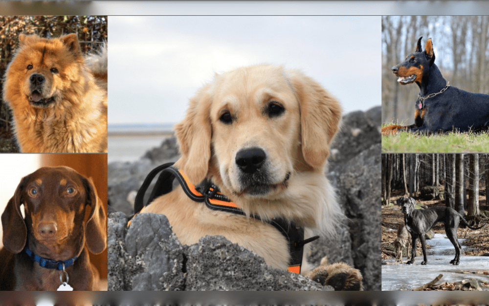 Revive your Basic knowledge of dogs as man's best friend.Describe the various dog breeds, some basic details about them, and some fun facts.