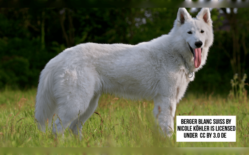 The Berger Blanc Suisse is a medium-to-large herding/working dog breed that originated in Switzerland.This Swiss white shepherd has a large, bushy sabre tail and high, trapezoidal ears.