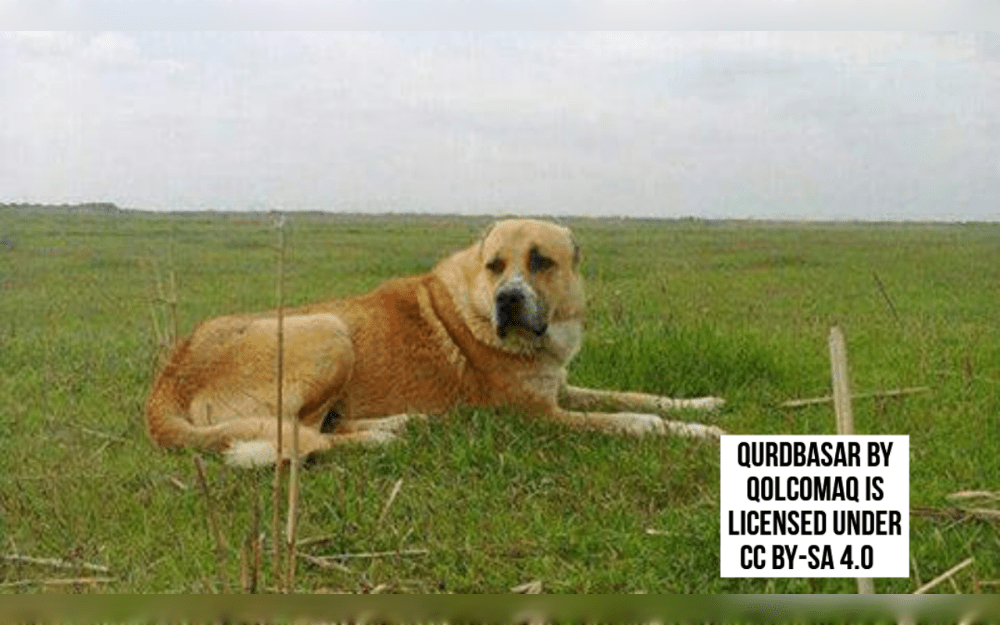 The Qurdbasar, also known as Azerbaijani Wolfhound, is an ancient dog breed from Azerbaijan used for protecting livestocks. They have large, robust heads, muscular bodies