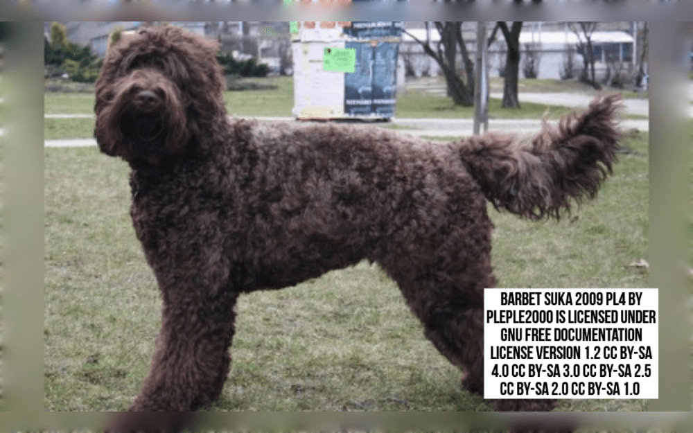 The Barbet is a medium-sized breed of balanced proportions.The Barbet's coat is thick and woolly and coat colors include black, brown, fawn with white gray markings.
