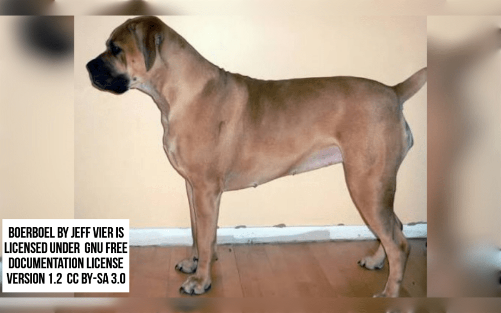Boerboel is a large, powerful, athletic dog that originated in South Africa.This dog breed weighs between 50 and 80 kg (110 to 176 Pound), stands between 22 to 25 inch (56 and 66 cm) tall, and typically lives for 9 to 11 years.