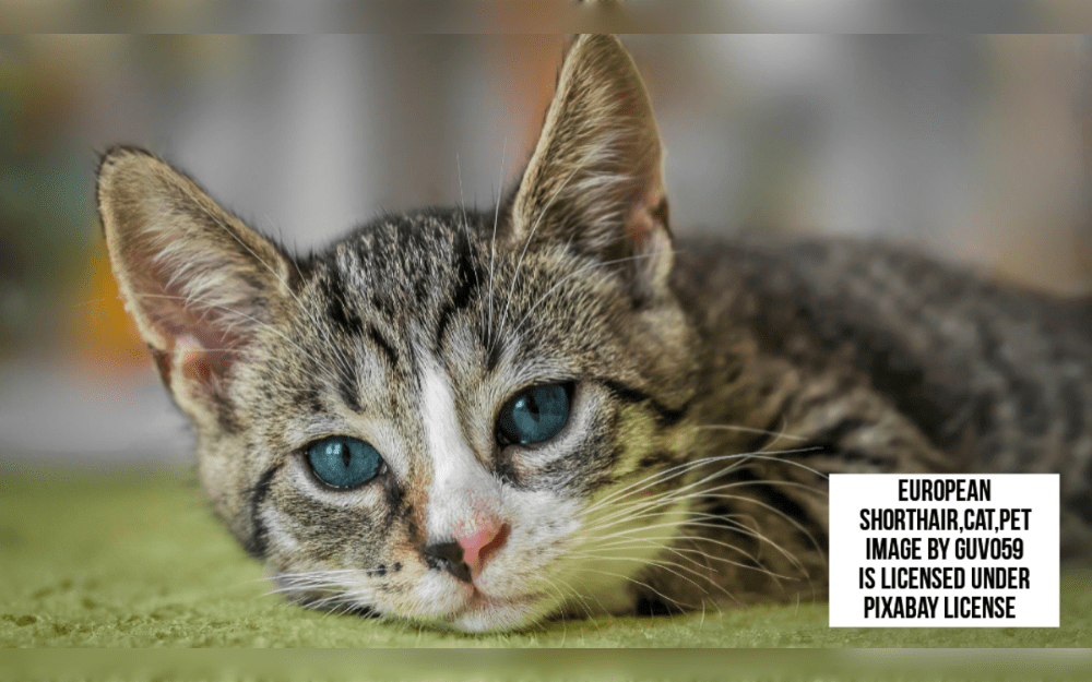 The European Shorthair is the oldest cat breed in Europe and is medium in size.Black, ebony, blue, gray, chocolate, brown, sable, cinnamon, cream, beige, tan, fawn, lavender, silver, lilac, red, orange, and white are some of the colors of their short coats.European Shorthairs are 9 to 11 inches ( 22 to 27 cm) to tall, weigh 5 to 6 kg (12 to 15 pounds), and average lifespan for 15 to 20 years