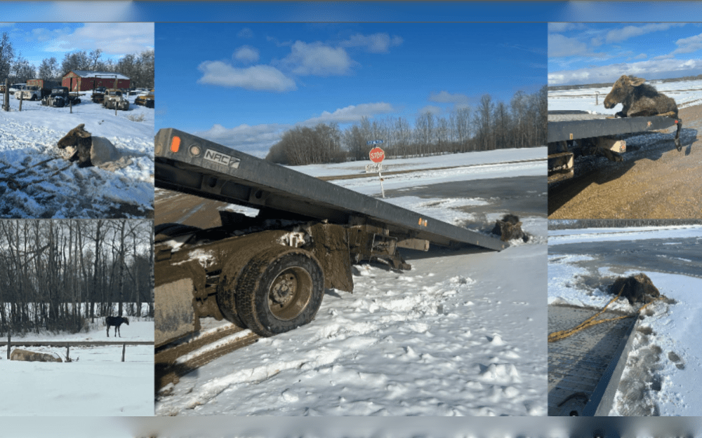 Rebel Towing's owner, Clint Gottinger, said that he was lately en route to complete a few tow jobs.Not far from his house in Kelvington, Saskatchewan, Canada, he saw a moose that had fallen through some ice.
