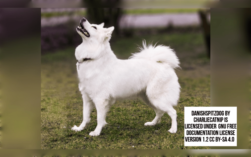 An ancient dog breed from Denmark is the Danish Spitz, often known as Dansk Spids. The breed is a small breed. The body shape of the Danish Spitz is rectangular.The ears are pointy and fairly large