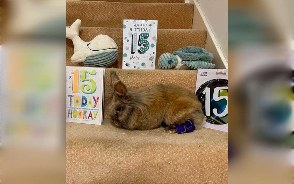 A bunny named named Herbiehas doubled his life expectancy and set a record.On November 10, 2025, the rabbit, who was 15 years and 82 days old, was officially recognized as the oldest rabbit still alive.