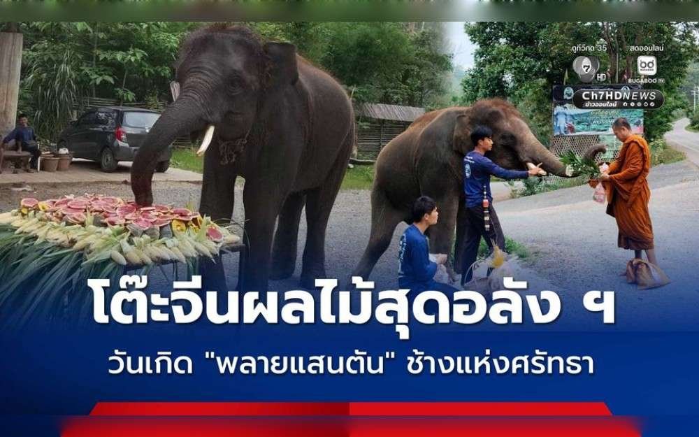 Elephant Phlai Saentan's birthday was celebrated on May 22 with a sumptuous fruit feast at the Saen Elephant Family residence in Mae Taeng District, Chiang Mai, Thailand. This young elephant was given plenty of food and fruits by the team of mahouts and caretakers.