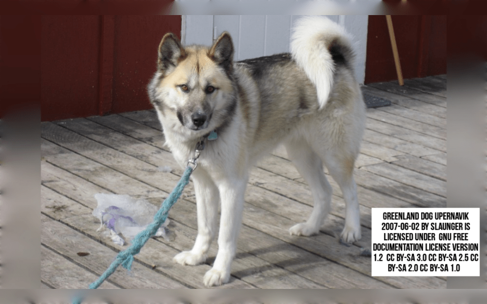 Greenland Dogs also known as Grønlandshund are robust, hardy and working dogs. They are protected from inclement weather by its double coat, which consists of a straight, coarse outer coat and a dense undercoat. 