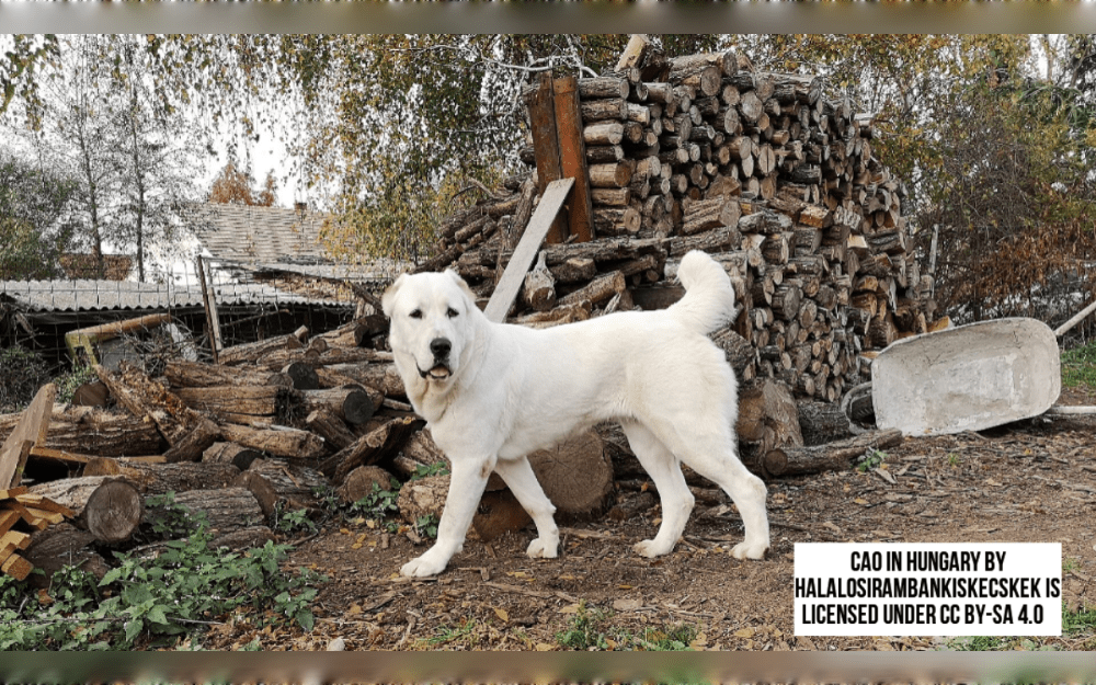The Central Asian Ovcharka is a large, strong breed that makes excellent guard dogs originated in the Central Asian region, including countries like Kazakhstan, Uzbekistan, Turkmenistan, and Tajikistan.