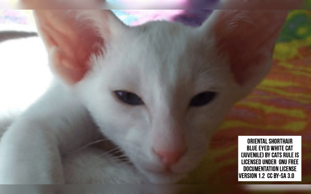 Orientals are slender and sleek cats developed in the UK during the 1950s mated with British, European, and American Shorthairs with Siamese cats.