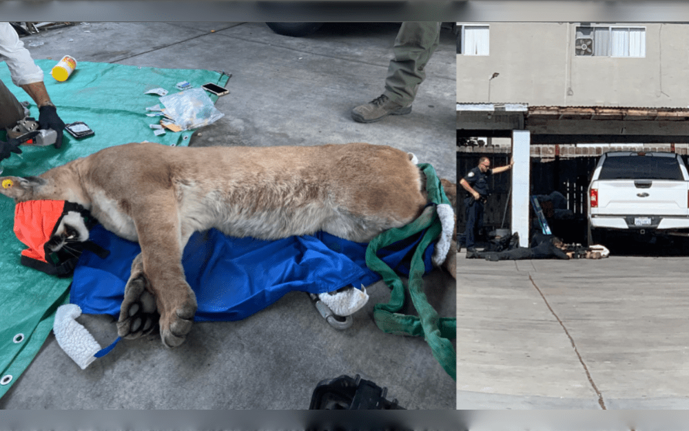 On May 4, staff at the California Department of Fish and Wildlife (CDFW) responded to reports that a mountain lion had taken refuge under a car in Escondido in San Diego county. Environmental experts decided to safely immobilize and relocate the animal.
