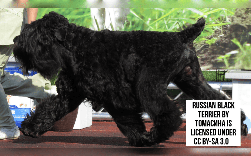 The Russian Black Terrier is a large, powerful dog breed.The double coat of this breed is medium to lengthy. Coat colors are mostly black, although they can also be blue, sable, salt and pepper, or black and tan.