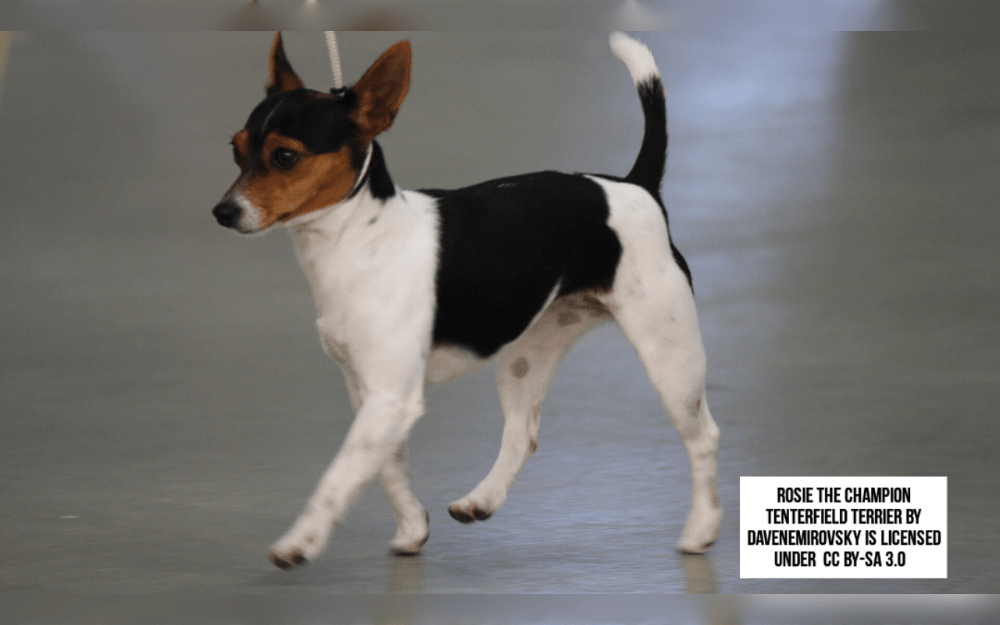 The Tenterfield Terrier is a strong, active, and agile working terrier that was developed in Australia.The Fox Terrier and the Jack Russell Terrier are two of the terrier breeds that are considered to have been crossed to create the Tenterfield Terrier. 