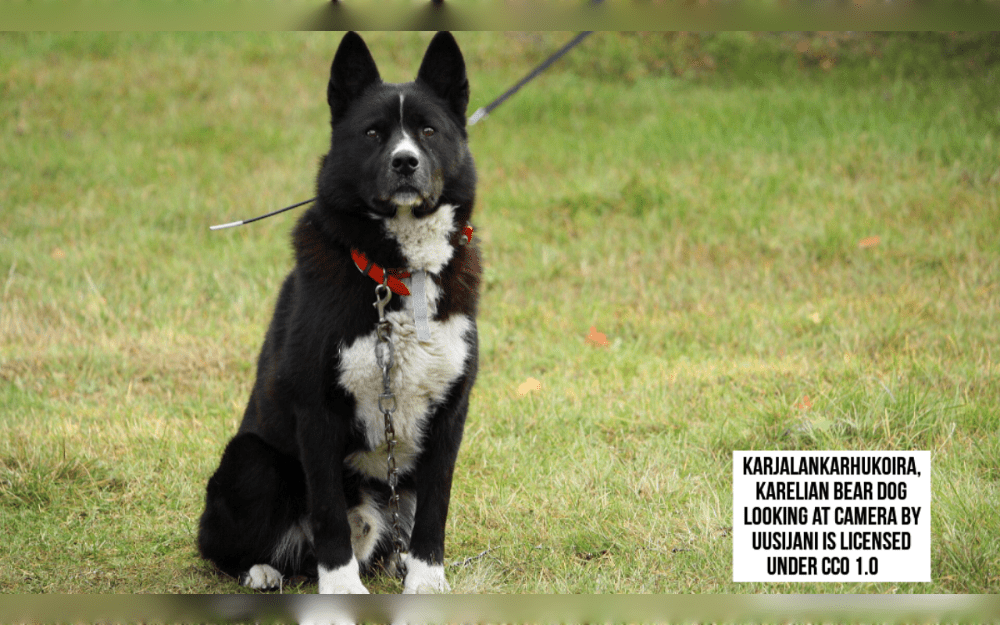 Karelian bear dogs  which originated in Finland, was used for hunting and tracking brown bears across the Nordic region.They typically have a white band across their necks, over their chests, and across their paws. 