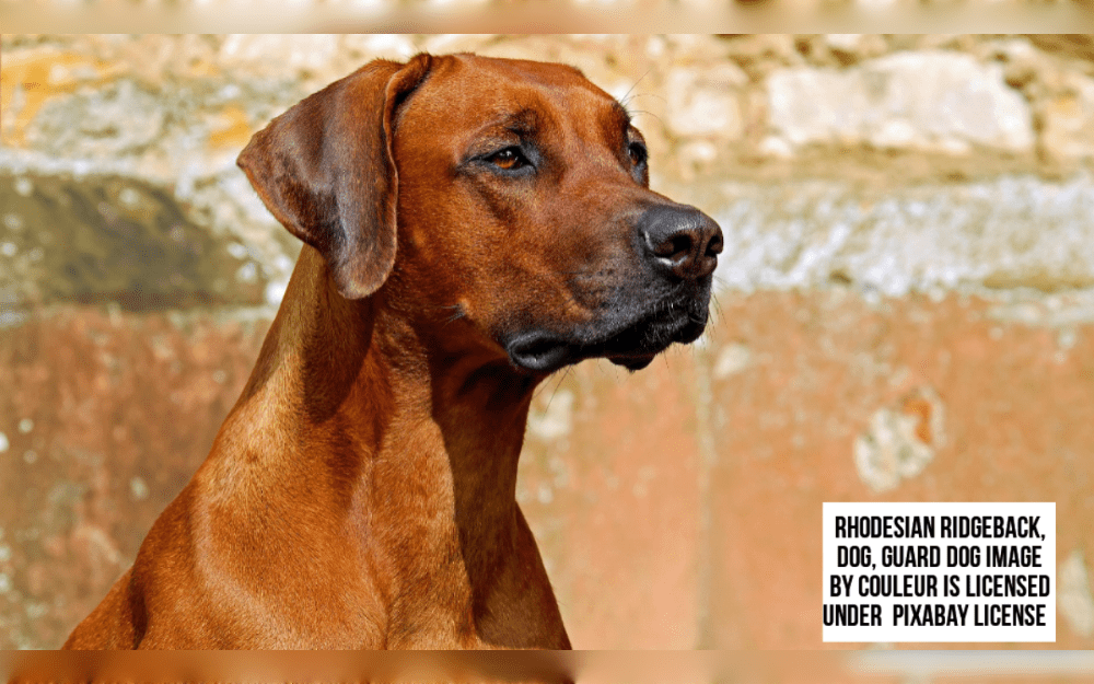 Rhodesian Ridgebacks are known for their distinctive ridge of hair that grows backward along their spine. They are native to Southern Africa.They are large, powerful dogs. 