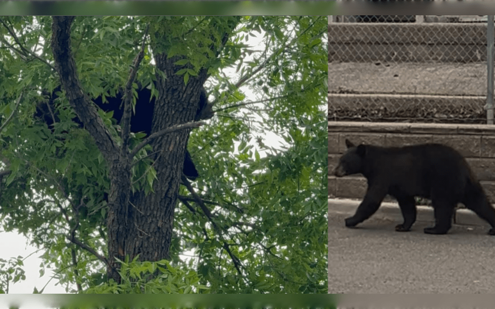 On May 11, officials used some doughnuts and other treats to lure a bear that had been stuck up in a tree for hours in a neighborhood in Elizabeth, New Jersey, into a trap.