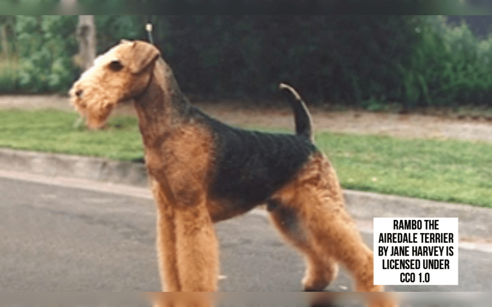 Originating in England, the purpose of the Airedale Terrier breed was to capture otters and other small animals.They have a long muzzle and a unique head form. 