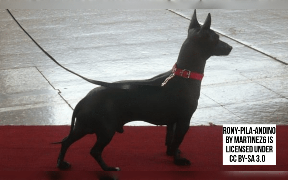 The hairless dog breed known as the Argentine Pila or Perro Pila Argentino is native to Argentina.Usually, they come in three sizes: small, medium, and large.Lead gray, brown, and black are some of their colors.