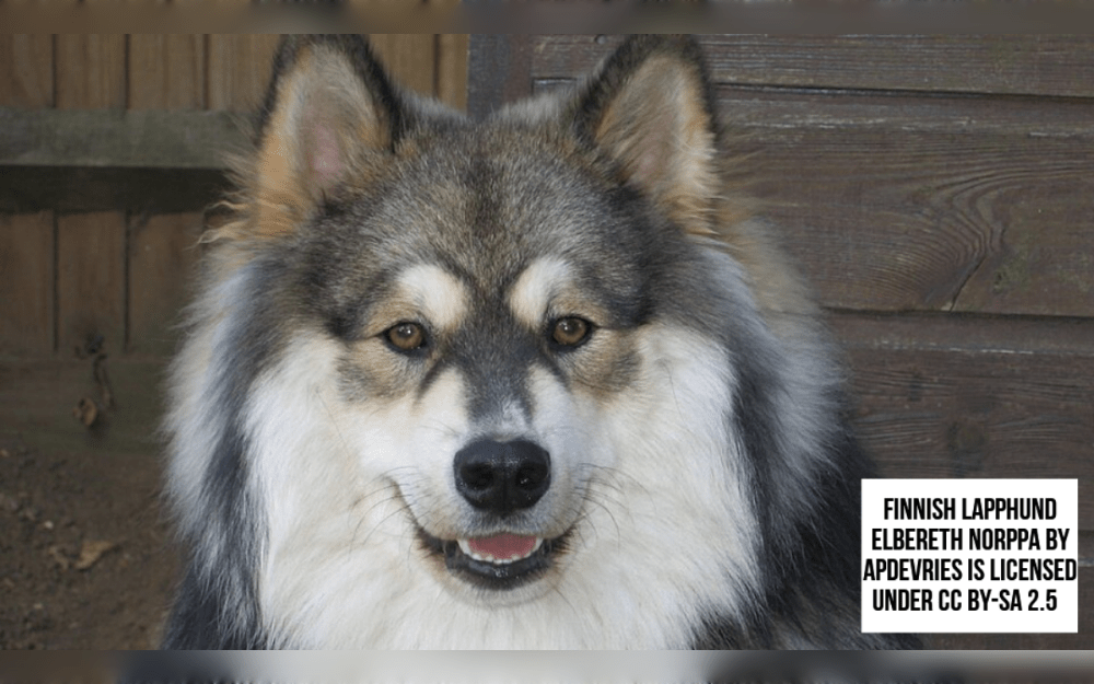 The medium sized Finnish Lapphund was developed in Lapland, northern Finland, to protect and herd reindeer in frigid environments.This breed's thick double coat, which has longer, rougher outer hair and a soft, dense undercoat, is ideal for cold regions.