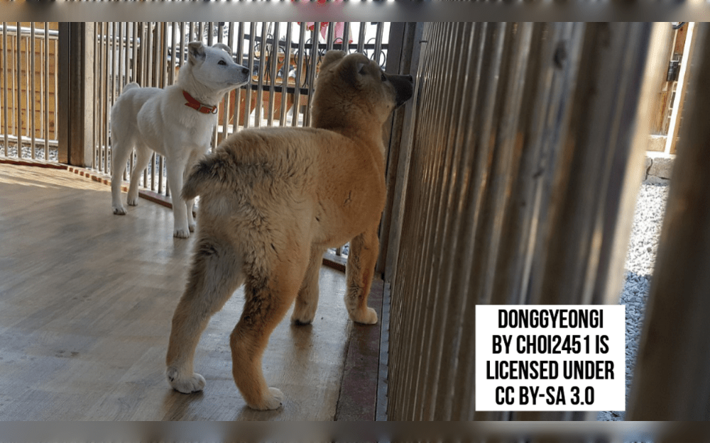 The Donggyeongi is a medium-sized spitz dog breed originated in Korea .They have a naturally bobbed tail and are known for their skill in hunting.