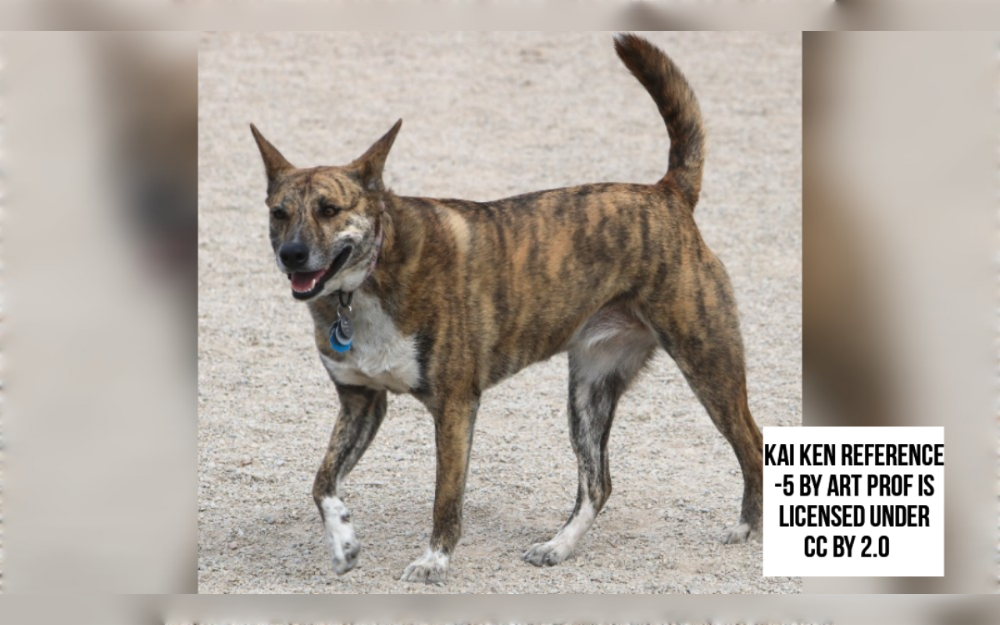 Originating in Japan, the Kai Ken is a medium-sized dog breed that was used extensively as a hunting dog.The Kai Ken has double coats: a thick, straight, coarse outer coat and a soft, dense undercoat.