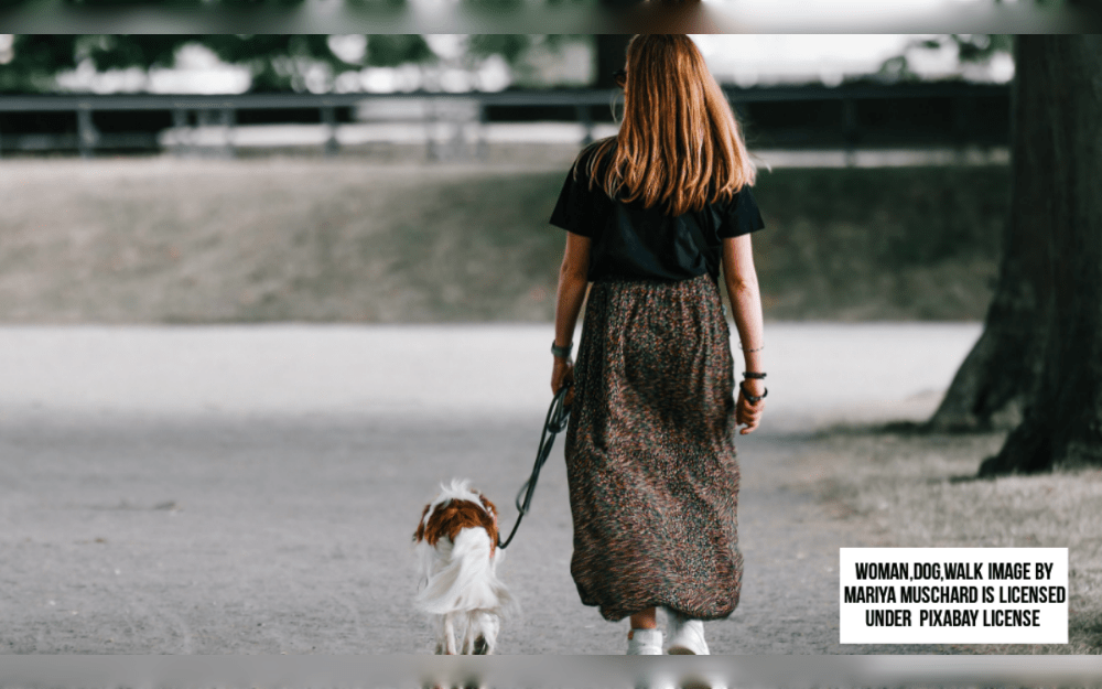 It is a responsibility to walk a dog. Thus, take a few steps such as selecting the right leash and harness, keeping an eye out for aggressive dogs and your surroundings.