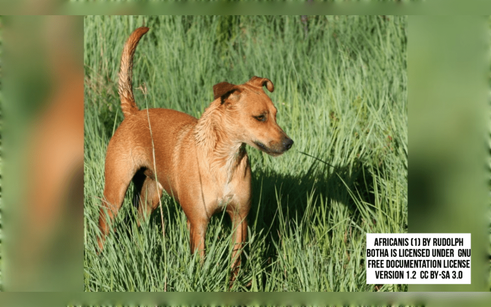 Africa's indegious dogs, known as Africanis, are originated in South Africa. The dog's name, Africanis, combines the Latin word for dog, Canis, with the word Africa. Thus, the dog's name means to an African dog.
