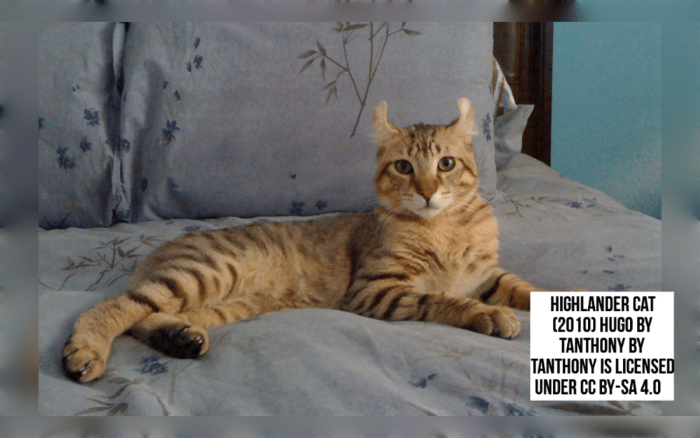 The Highlander has a robust, muscular build and is a medium-to-large cat, was created by crossing the Jungle Curl with the Desert Lynx.