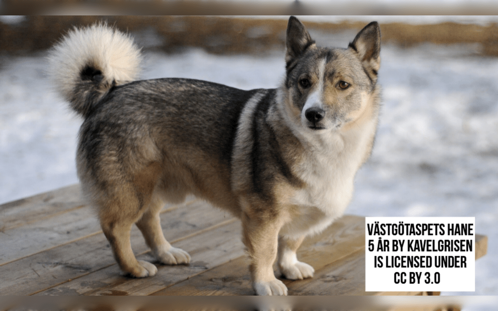 Tough, hardy working dogs, Swedish Vallhunds are also referred to as Swedish Herder Spitzes.They have short double coats that are either red or grey in color. 