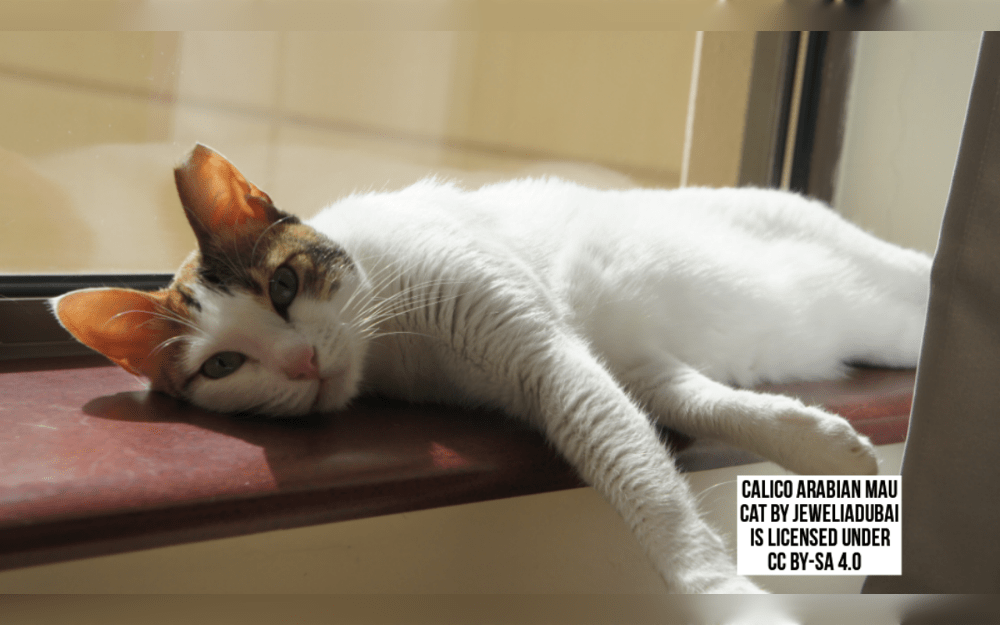 Originating in the United Arab Emirates, the Arabian Mau cat breed is intelligent, adaptable, and even gets along well with children and other pets. 