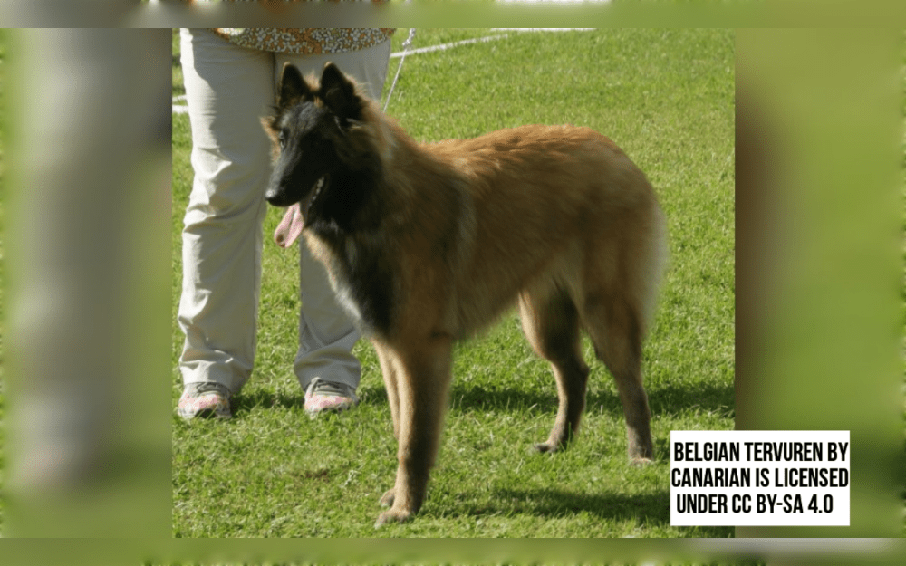 The Belgian Tervuren, a large sized sheepdog breed originated in Belgium, is a confident herding dog.They develop close relationships with owner and are loyal family dogs. 