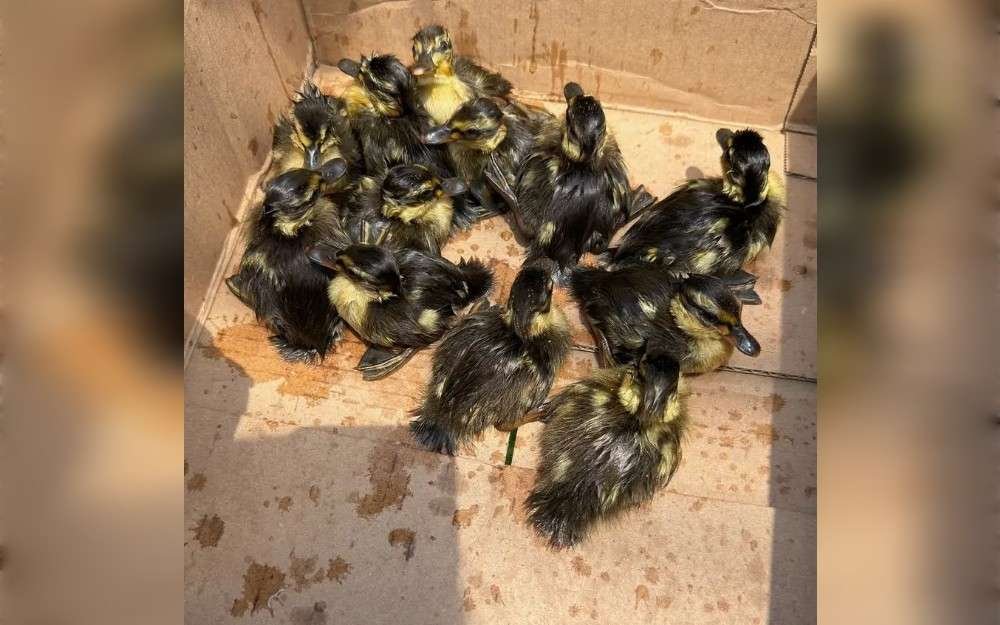 Ducklings trapped in a drainage drain were rescued by Ohio firefighters.According to the Canal Fulton-Lawrence Township Fire Department's Facebook page, they responded to a report that several ducklings were stuck in a storm drain near a Pizza Hut.   